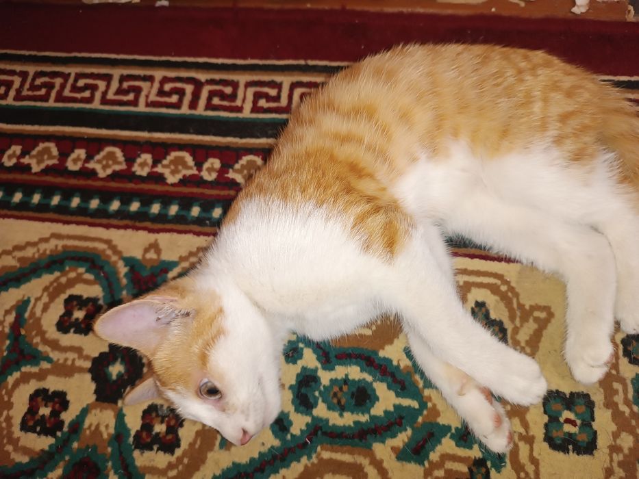 Mushukcha hadyaga