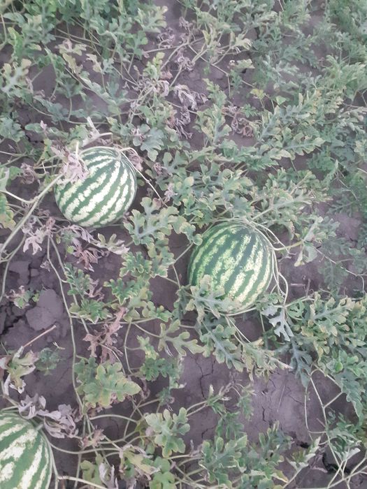 Pepeni de vanzare ,Sageata