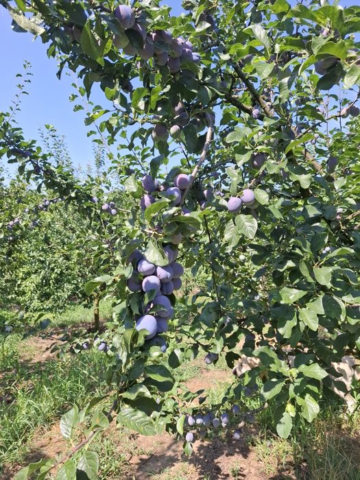 Prune centenar de vânzare