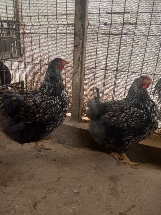 Vând cocoși și găini