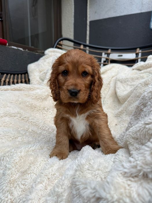 Cocker Spaniel fetita