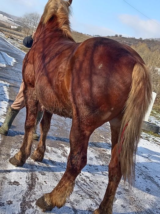 Cal de 5 ani, castrat