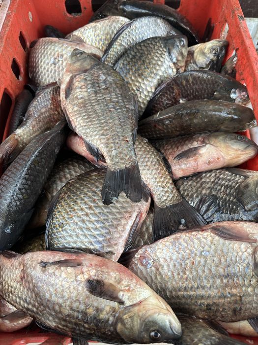 Продам рыбу оптом