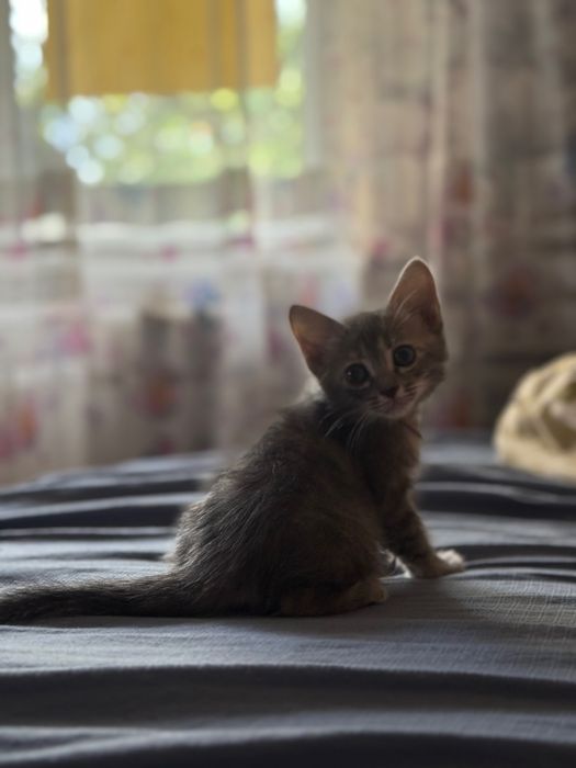 Отдам котенка девочку.В Добрые руки