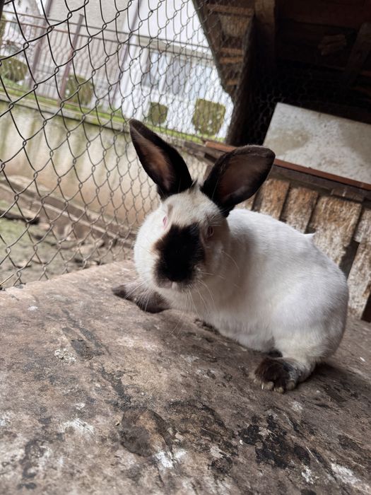 Продавам големи и малки зайци