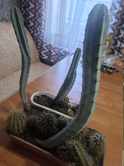 Продам взрослые кактусы,г.Риддер