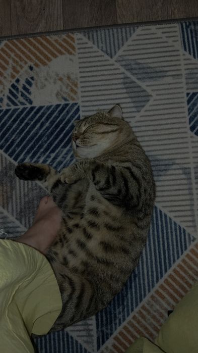 Вязка ,кот шотландец,вислоухий