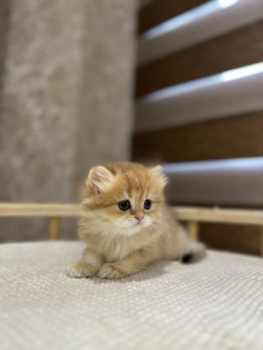 Британский котята золотистий шиншилы