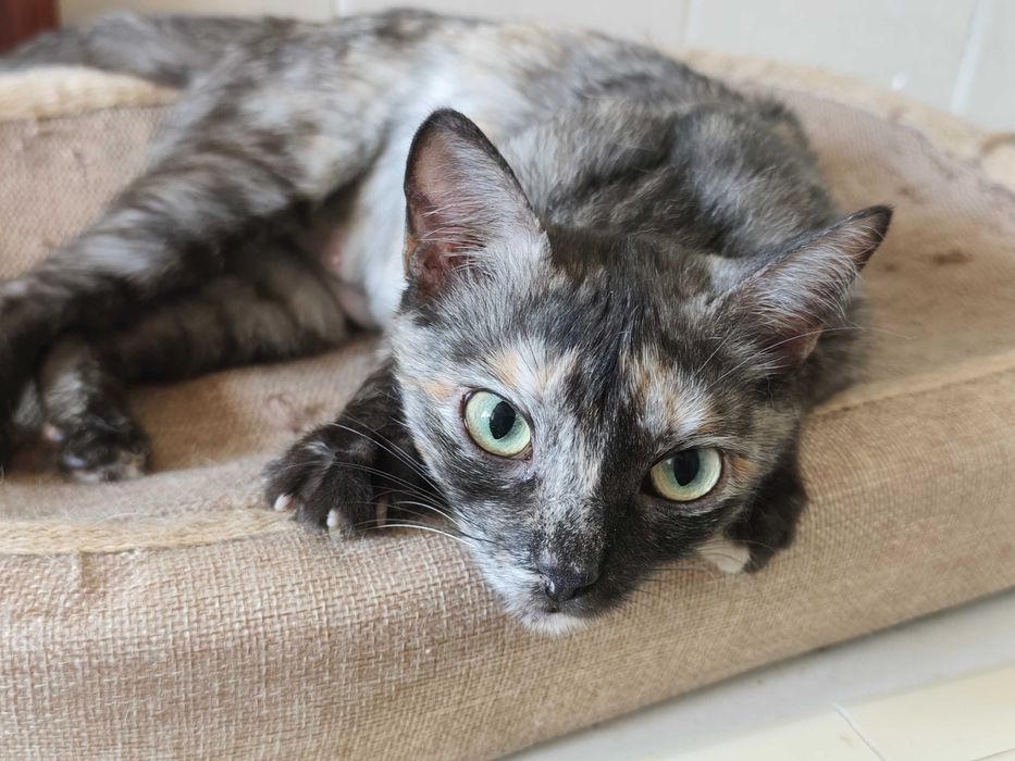 Стерилизованная кошечка Ряба ищет дом
