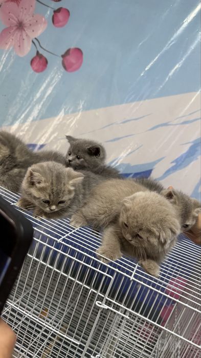 Котята Скоттиш страйт и Скоттиш фолд боллари