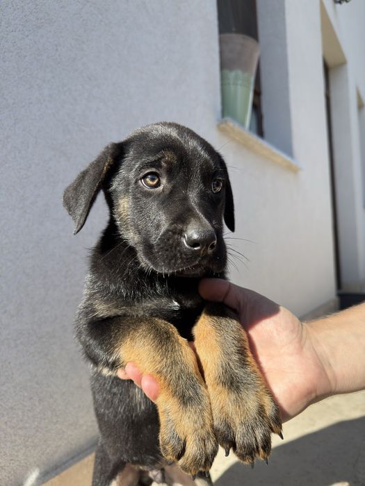 Cățeluș mascul de Ciobănesc German x Mastif caută familie