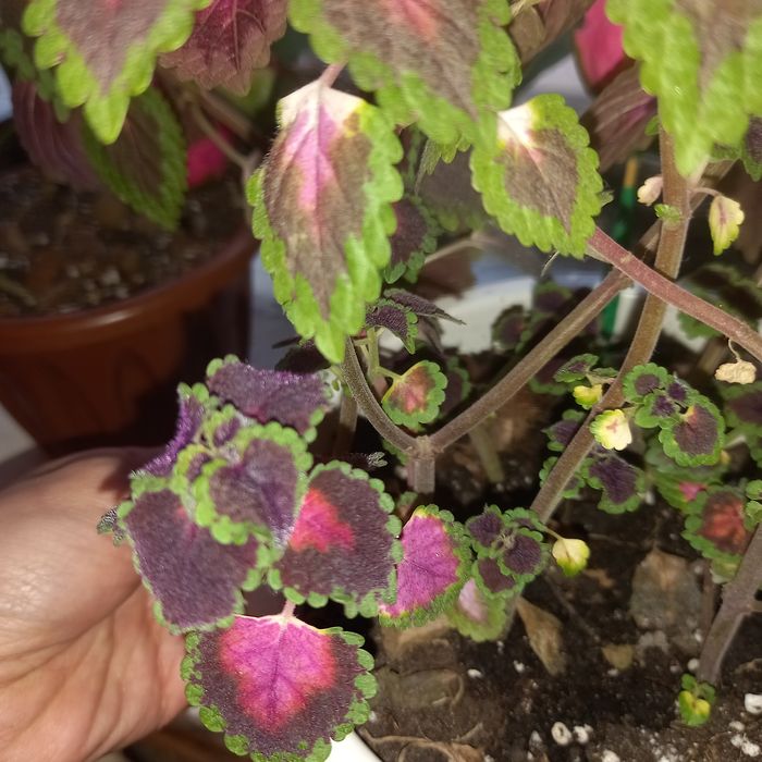 Комнатный цветок ленгер