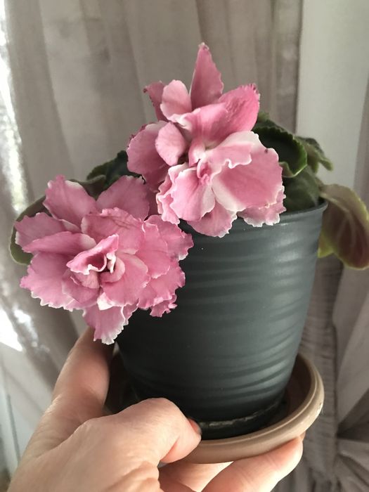 Продам цветы . Красивые , ухоженные