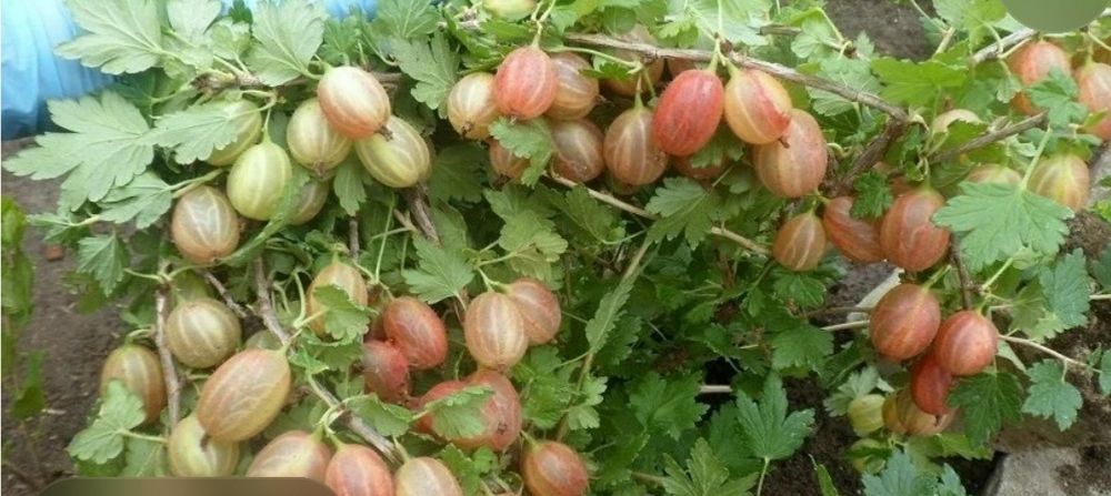Крыжовник Пакс ( без шипный)
