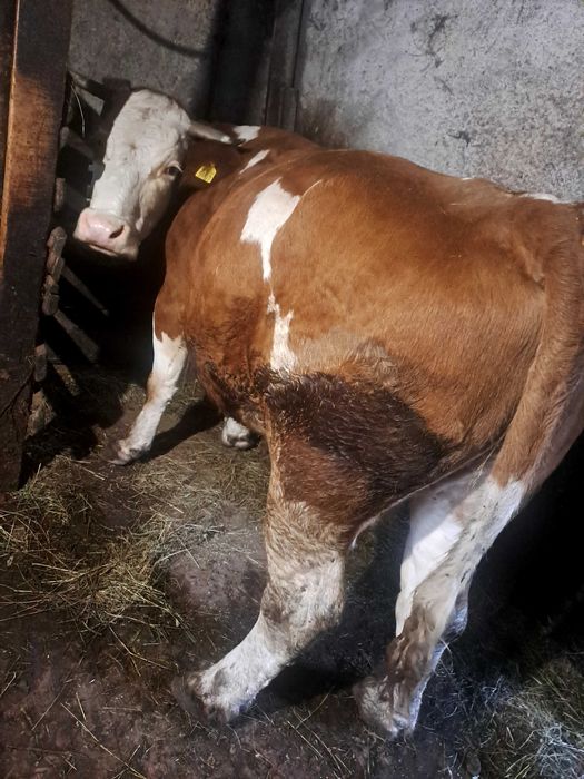 Vaca bună de ținut