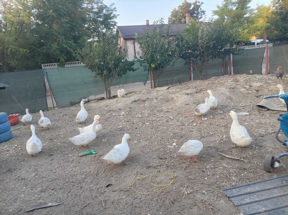 Vand rate pekin viu preț 30 lei /kg tăiat 35/kg lei de anul asta,rate mute boboci  20 lei buc pentru mai multe detalii sunați la Nr 0760071425