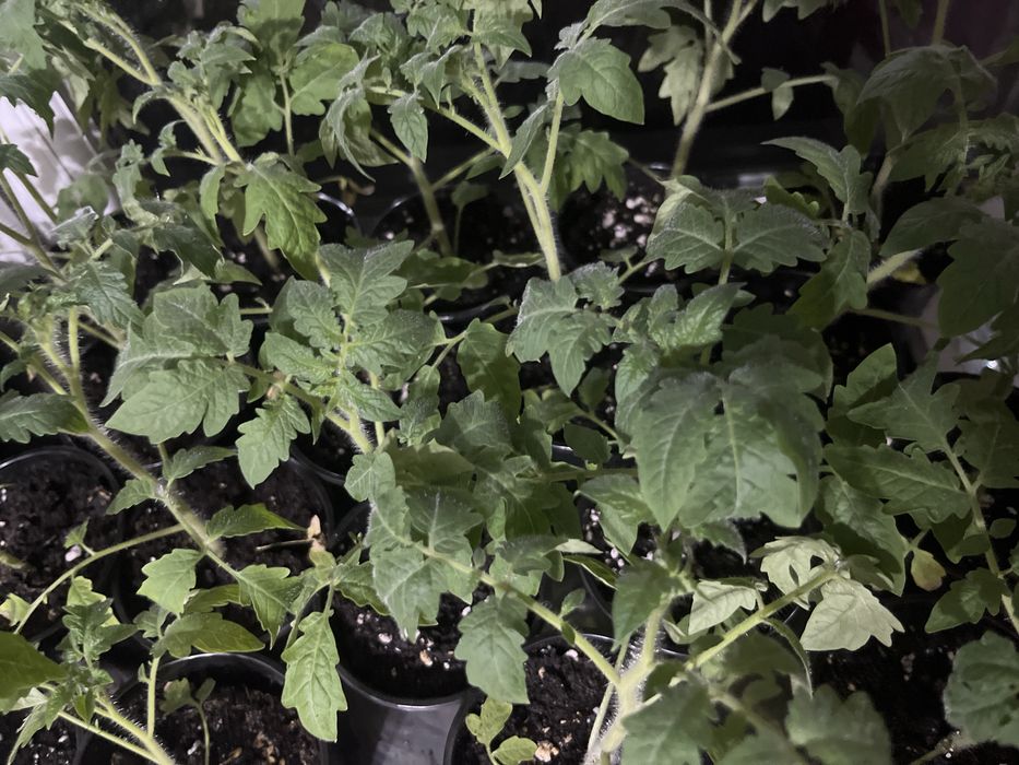 Помидоры рассада томат