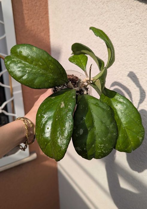 Hoya priktai( Russia)