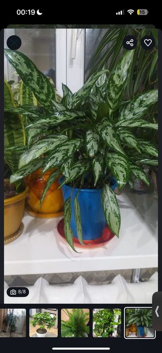 Продам  цветы разные, большие