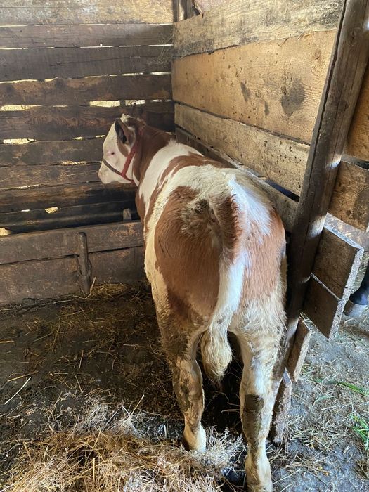 Vând vițel bălțat!