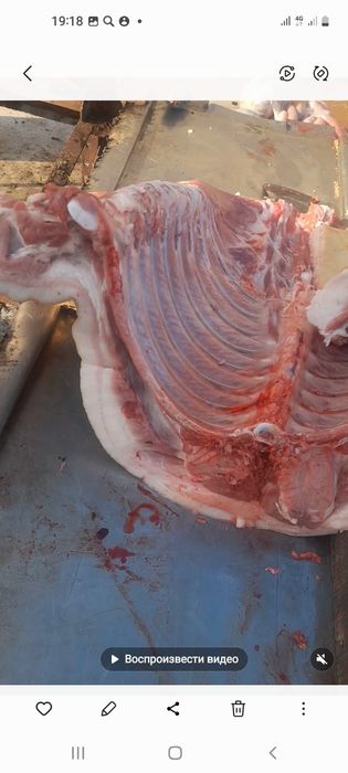 Свинина домашняя