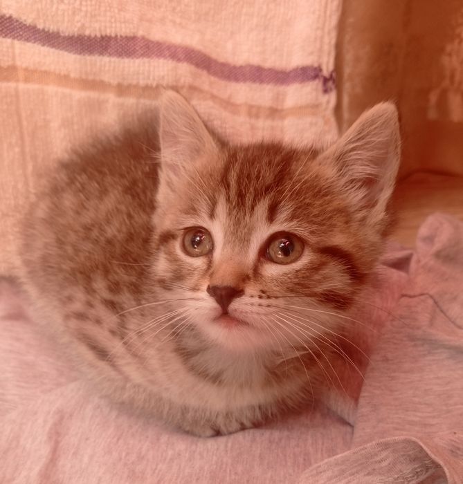 Отдам игривого котёнка