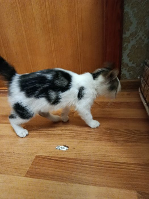 Милый котенок (девочка)