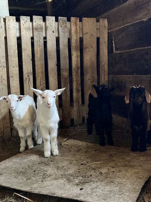 3 еркек 1 ұрғашы лақтар сатылады