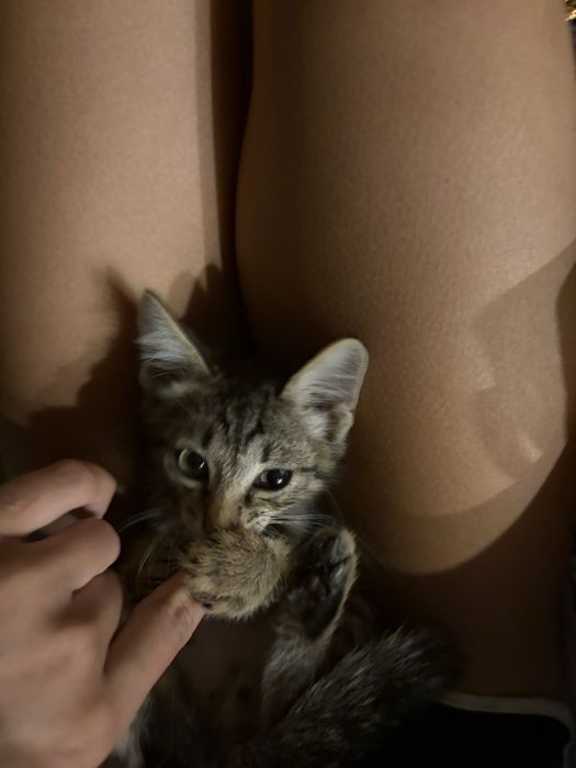 Котенок мальчик бесплатно
