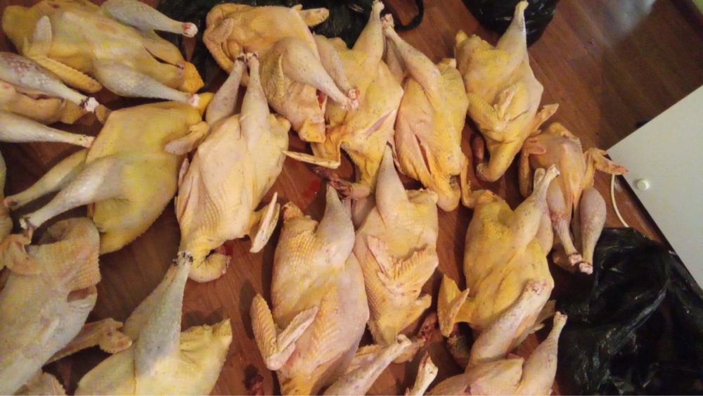 Продаю индюков