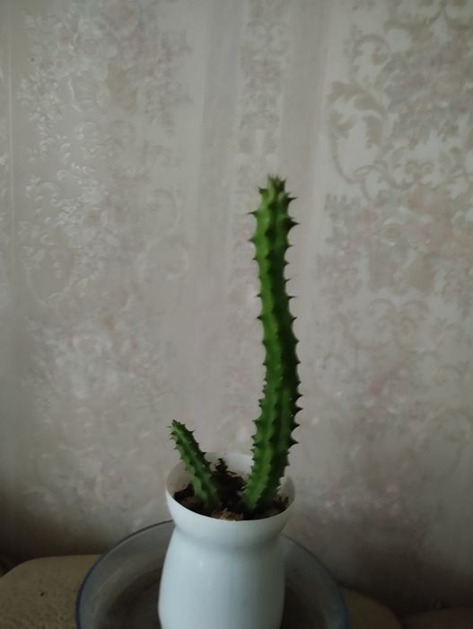 Стапелия , не колючий кактус.