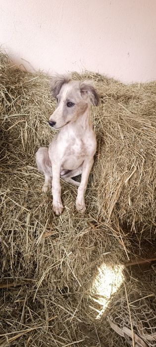 Отдам щенка в добрые ,любящие руки .