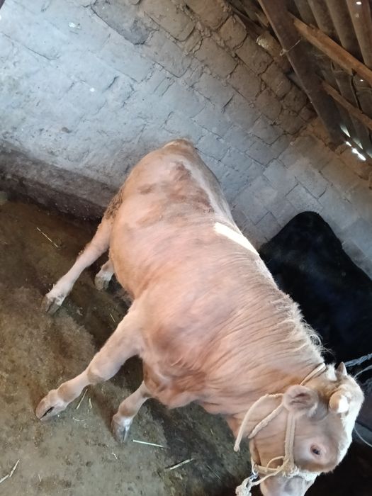 Бұқа сатылады 7 ай байланған