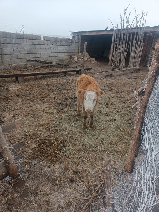 Бузау  сатылады  ургашы