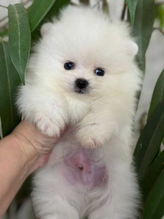 Супер малыши шпицы мишки