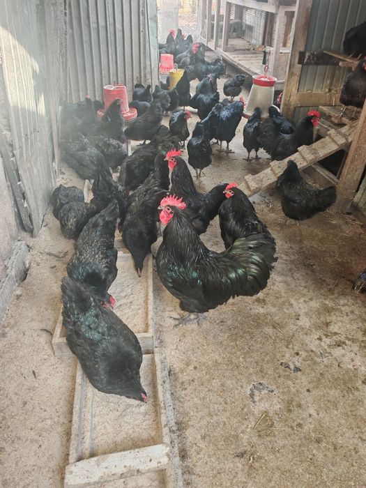 Vând ouă pentru incubat pe comanda.