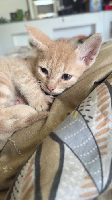 Продам котят в добрые руки