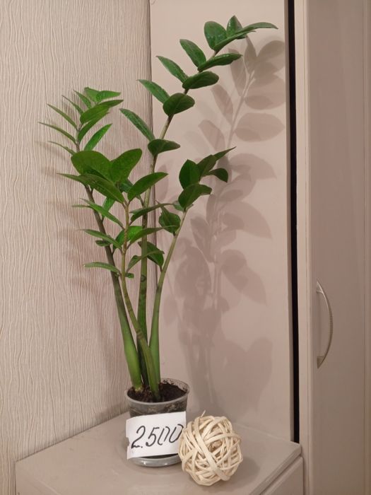 Декоративные комнатные цветы