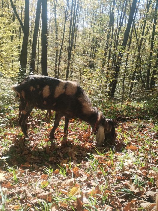 Vand sau schimb Tap anglo-nubian