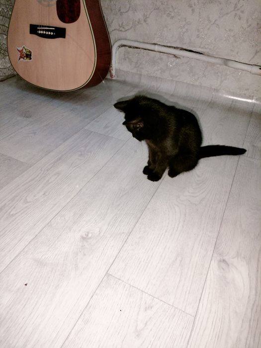 Отдам в добрые руки котёнка-девочку