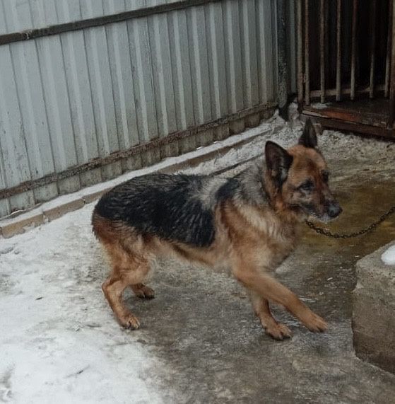 Срочно пристраивается овчарка