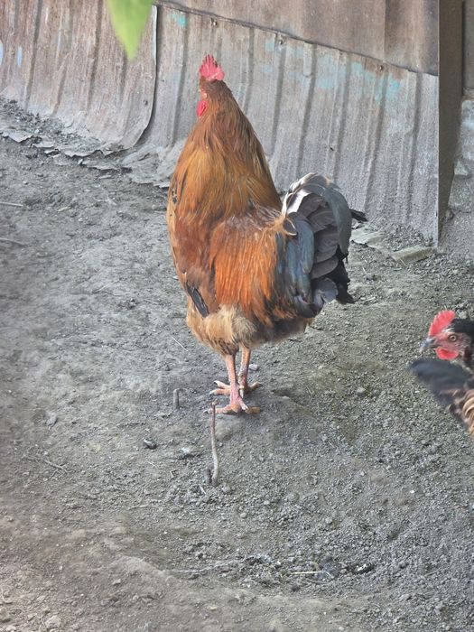 Птицы продам петухов