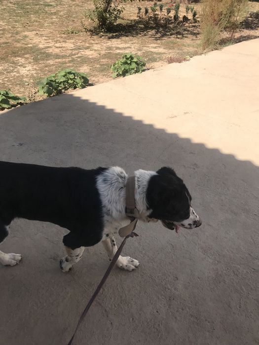 Казакы тобет ит