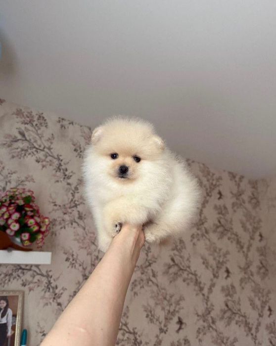 Шпиц мини мальчик, помесь в померанским