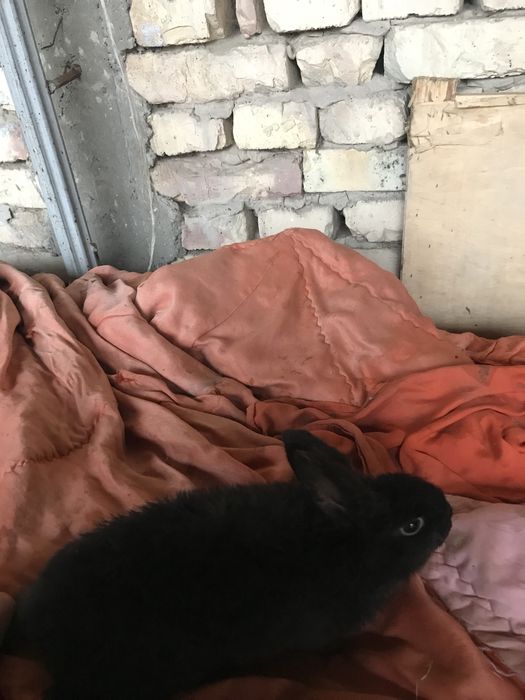 Quyon bolalari  kelishtirib beramiz