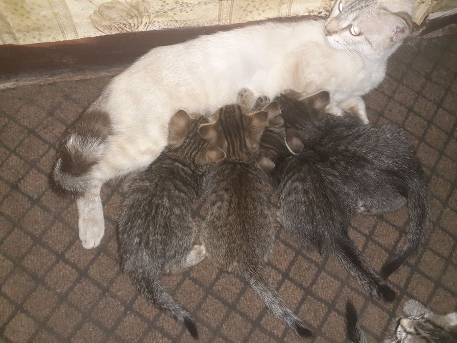 Отдам котят в добрые руки