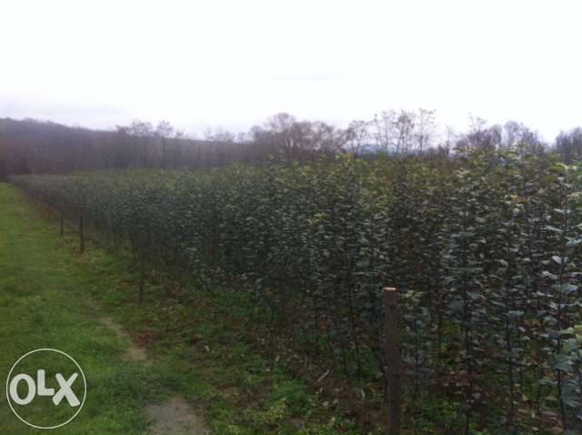 vind pomi fructiferi altoiti