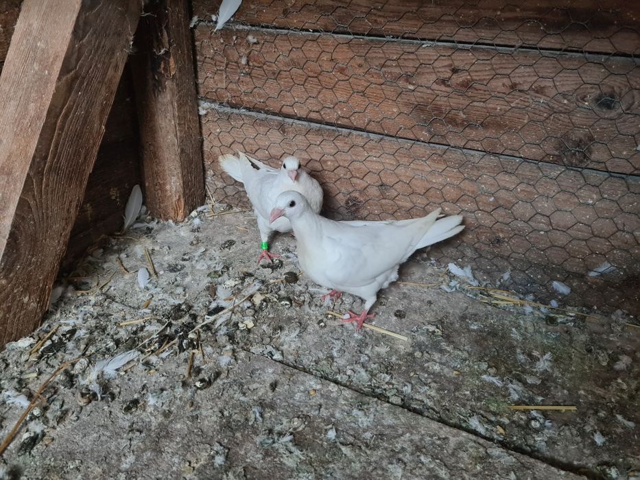 Pui porumbei voiajor alb neiesiti afara