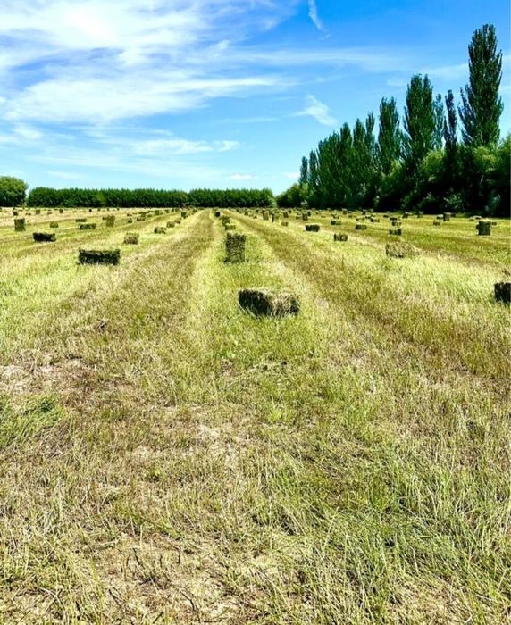 Жоңышқа сатылады. Люцерна продаётся