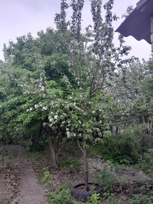 Продам дачный участок